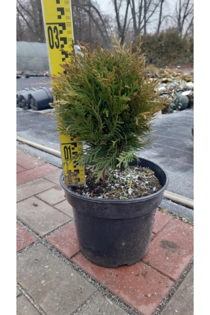 Туя західна Даніка - 5л/вис.25-30см/Ø20-25см